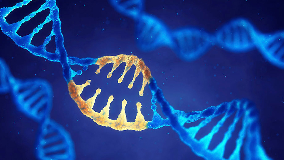 Illustration of a blue DNA double helix with one highlighted golden segment, representing genetic editing, engineered biological circuits, and concepts central to synthetic and systems biology.